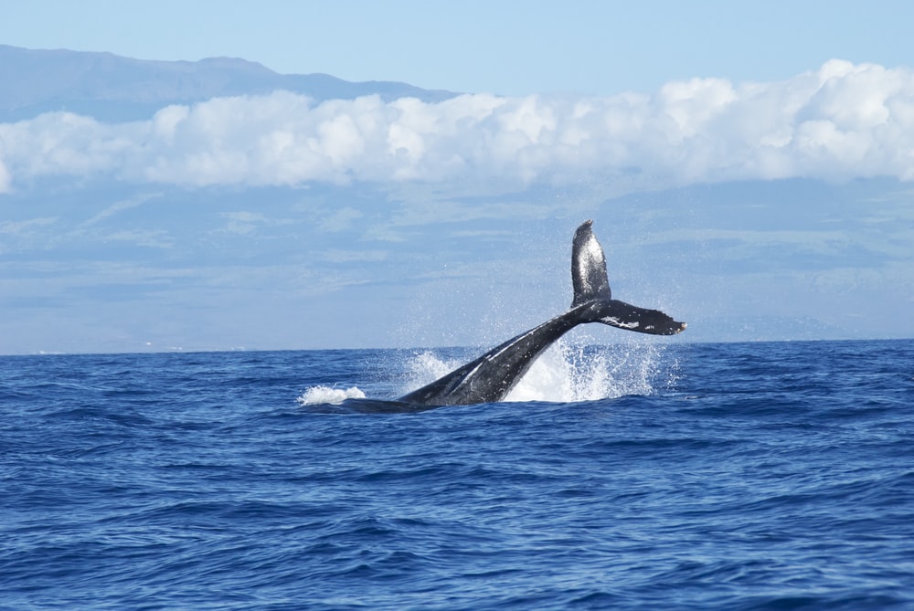 The tale of a whale splashing above the blue ocean in Maui