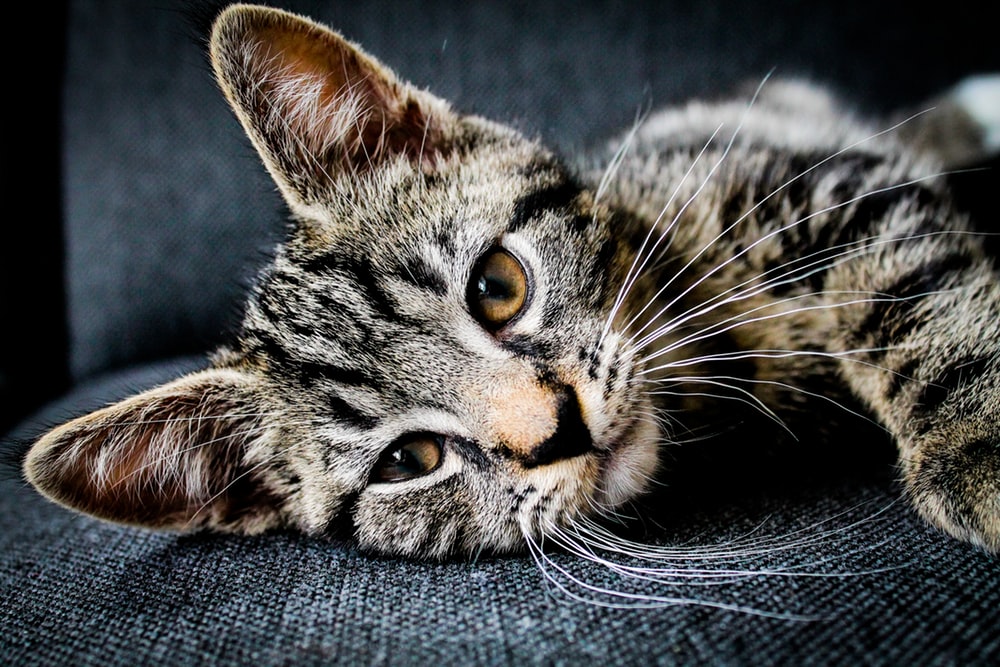 Close-up of the face of a tabby cat with brown eyes lying on a sofa