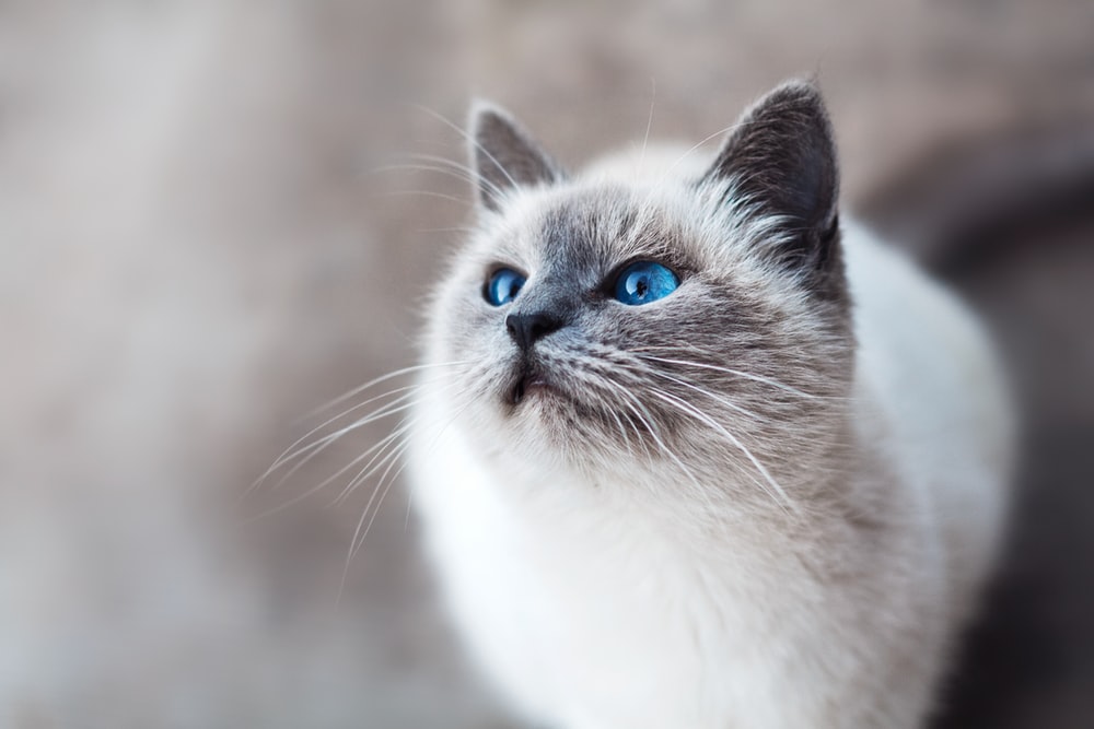 Close-up of a blue-eyed cat looking up