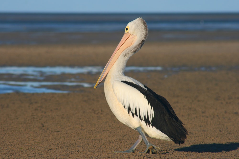 black and white pelican beside shoreline
