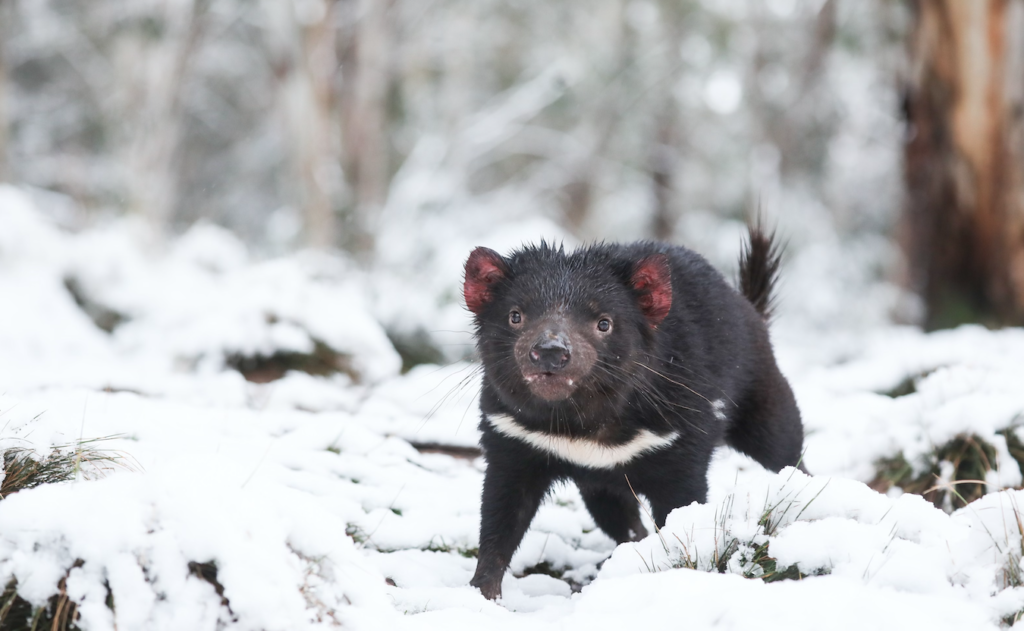 The animals who call the facility home are already used to the cold weather, but the Tasmanian devils especially are feeling right at home. 