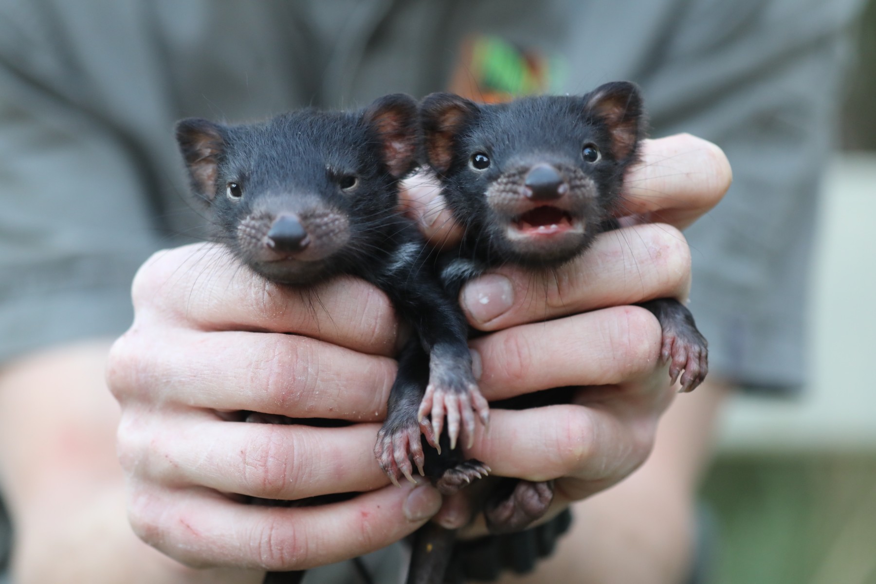 Good News Alert: Two Adorable Tasmanian Devil Joeys Have Been Born & You  Can Help Name Them - Star  Central Coast